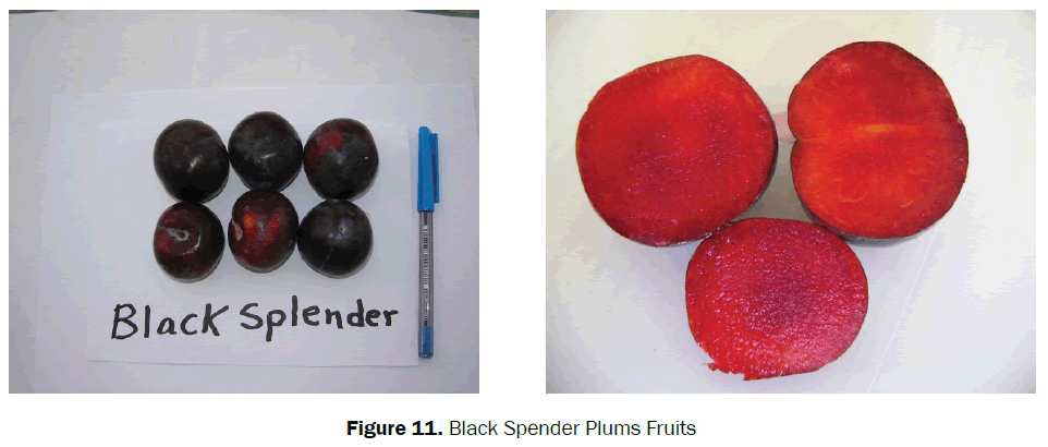 agriculture-allied-sciences-Black-Spender
