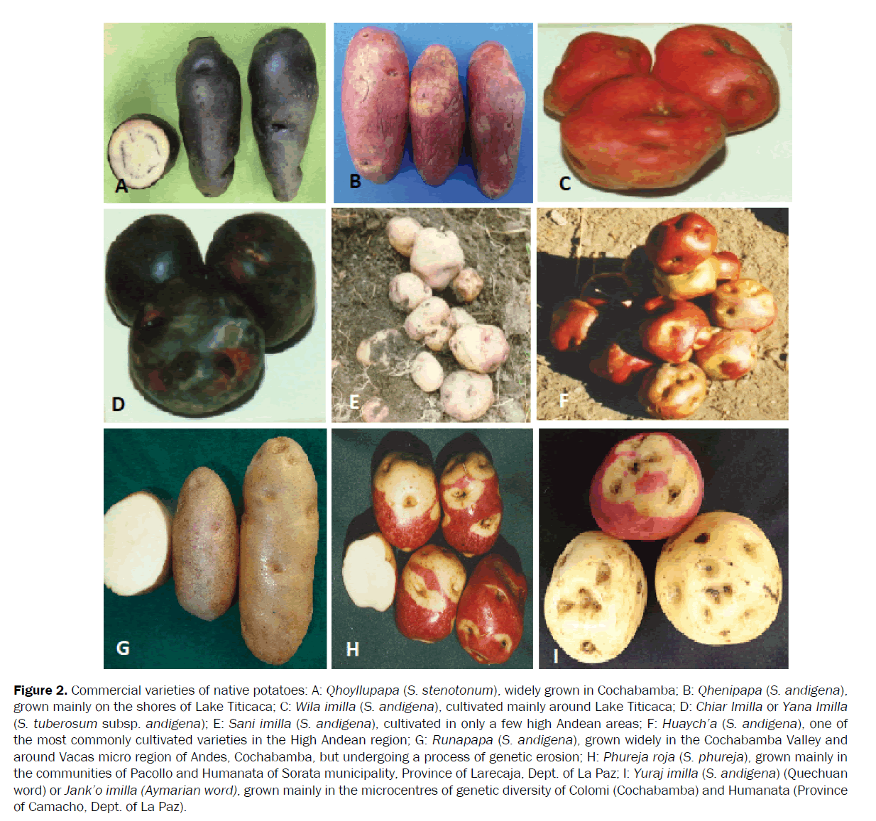 agriculture-allied-sciences-Commercial-varieties