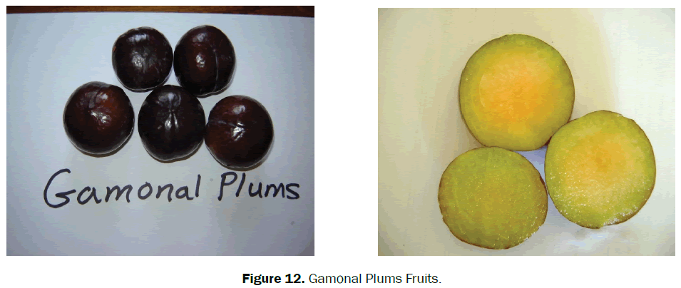 agriculture-allied-sciences-Gamonal-Plums