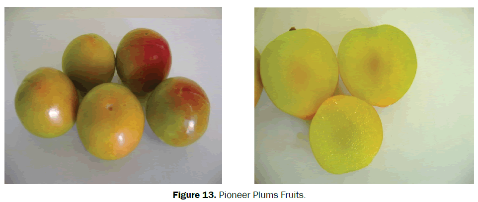 agriculture-allied-sciences-Pioneer-Plums