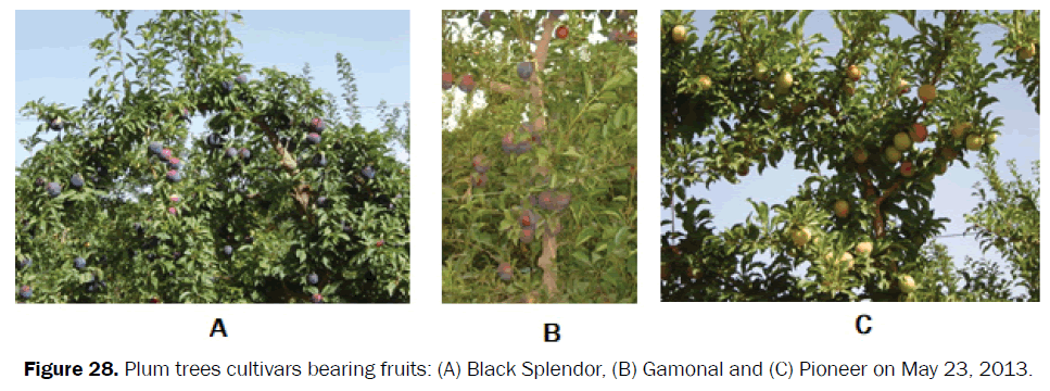 agriculture-allied-sciences-Plum-trees