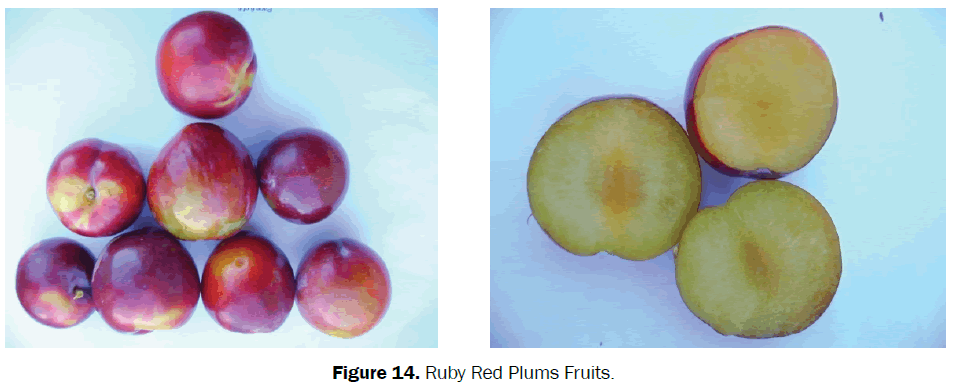 agriculture-allied-sciences-Red-Plums