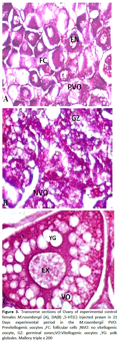 agriculture-allied-sciences-treated-dopamine