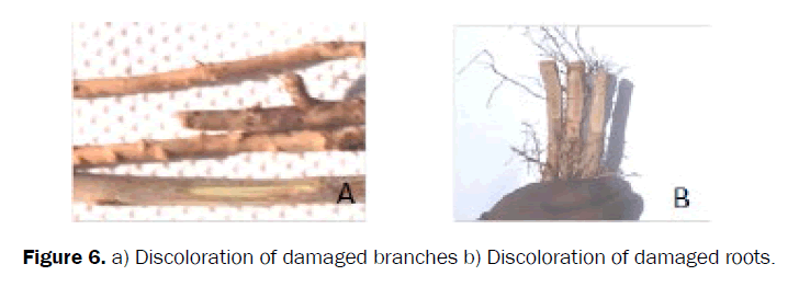 agriculture-allied-sciences-damaged-branches