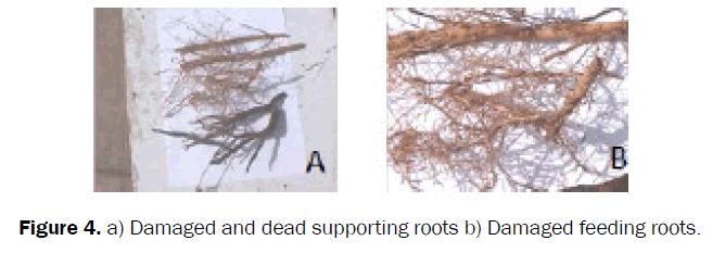 agriculture-allied-sciences-feeding-roots