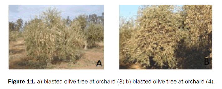 agriculture-allied-sciences-olive-tree