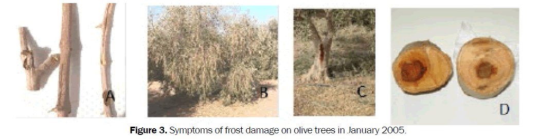 agriculture-allied-sciences-olive-trees