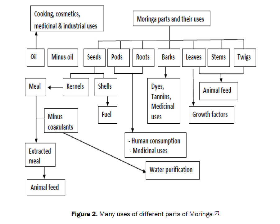 agriculture-allied-sciences-parts-Moringa