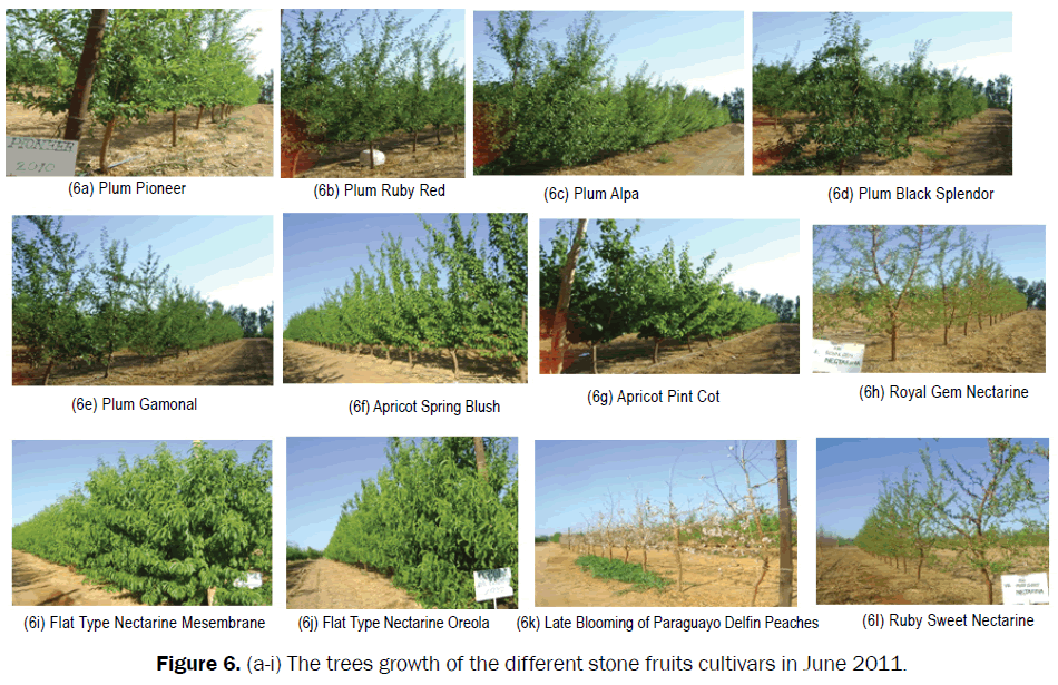 agriculture-allied-sciences-trees-growth