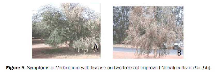 agriculture-allied-sciences-wilt-disease