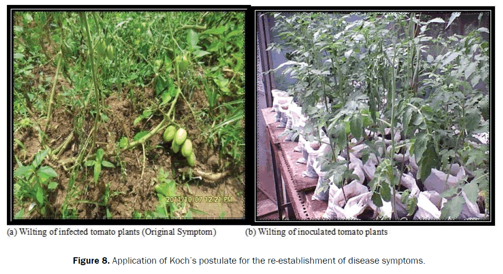 agriculture-and-allied-sciences-symptoms