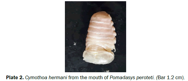 biology-Cymothoa-hermani