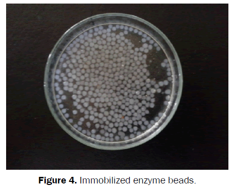 biology-Immobilized-enzyme