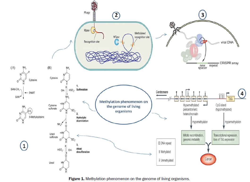 biology-Methylation-phenomenon