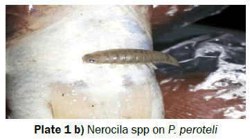 biology-Nerocila-spp