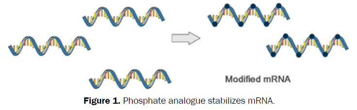biology-Phosphate-analogue