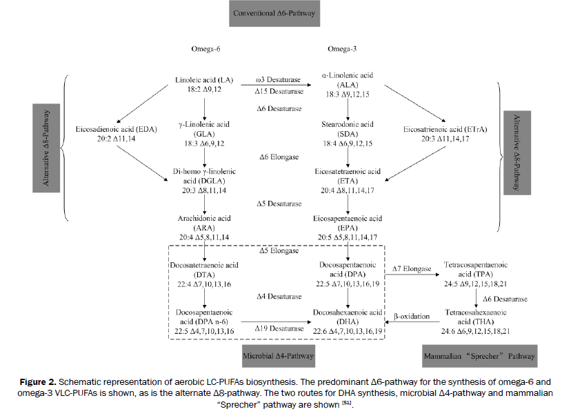 biology-biosynthesis