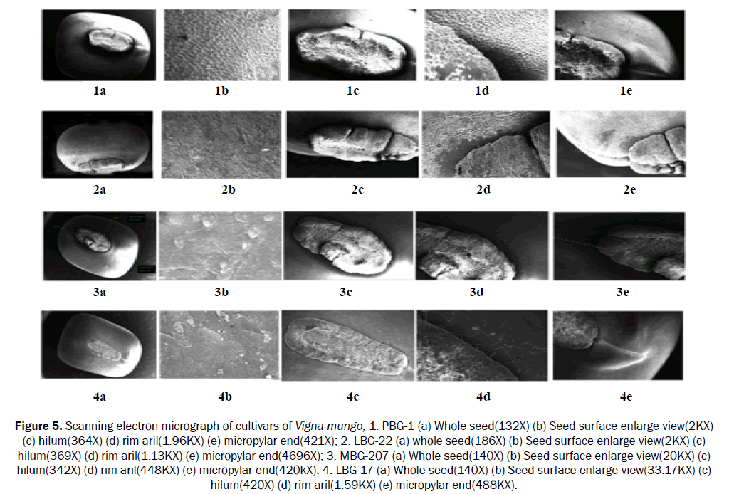 biology-enlarge