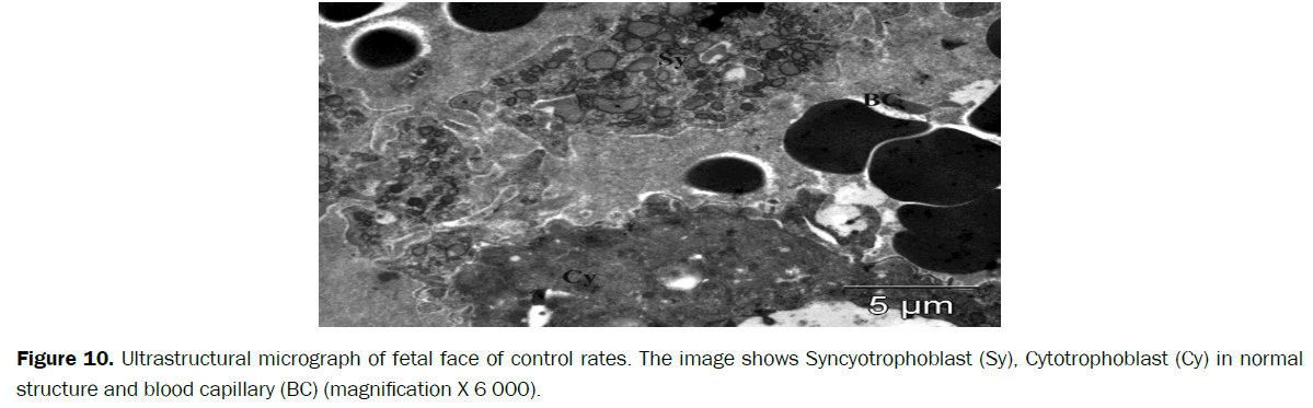 biology-fetal-face-control-rates