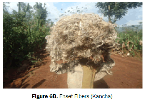 biology-fibers