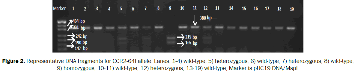 biology-heterozygous