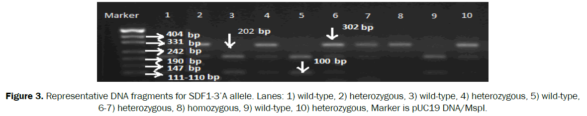 biology-homozygous