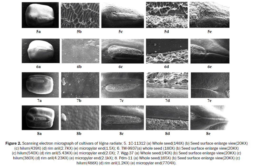 biology-micrograph