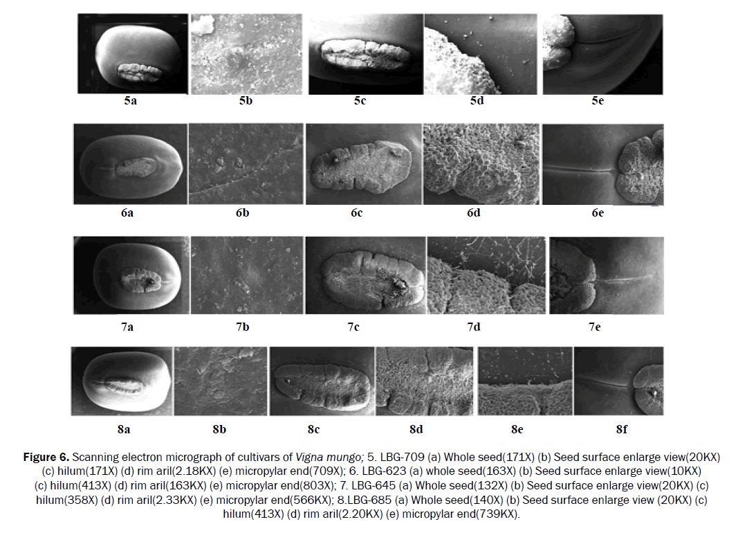 biology-micropylar