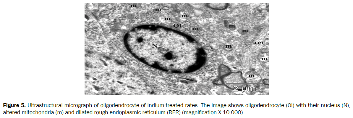 biology-oligodendrocyte-indium-treated-rates