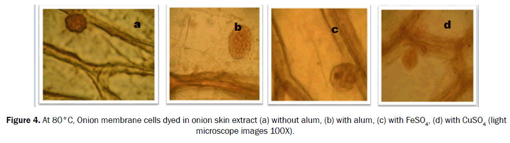 biology-onion