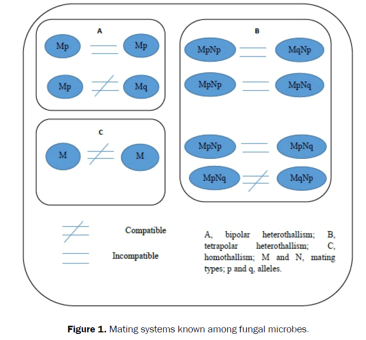 biology-systems