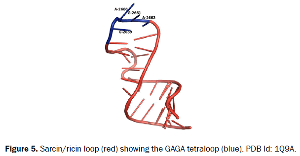 biology-tetraloop