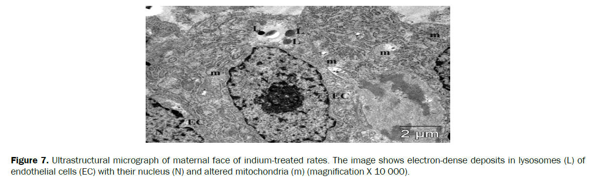 biology-ultrastructural-micrograph-maternal