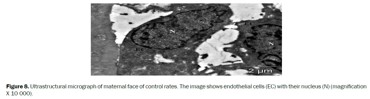 biology-ultrastructural-micrograph-maternal