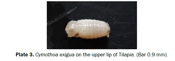 biology-upper-lip