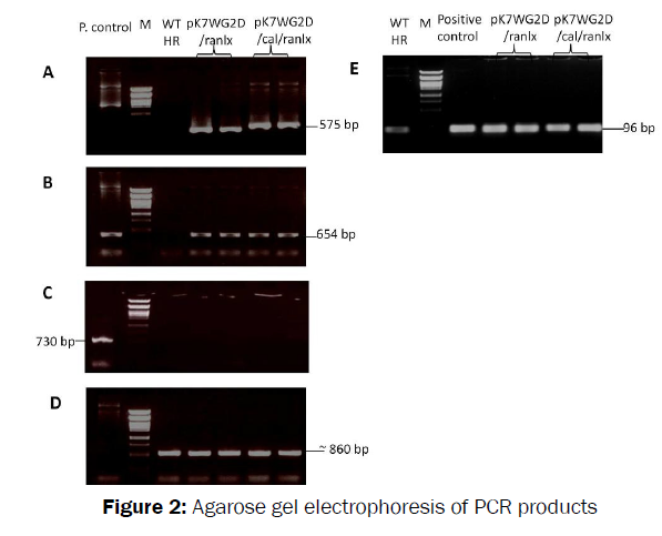 botanical-sciences-Agarose-gel-electrophoresis