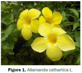 botanical-sciences-Allamanda-cathartica