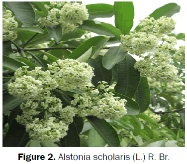 botanical-sciences-Alstonia-scholaris