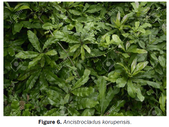 botanical-sciences-Ancistrocladus-korupensis