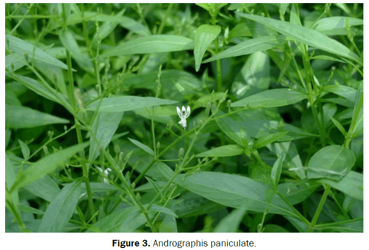 botanical-sciences-Andrographis-paniculate