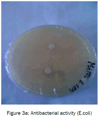 botanical-sciences-Antibacterial-activity