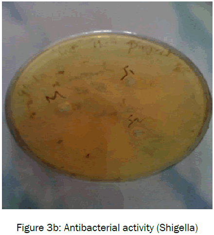 botanical-sciences-Antibacterial-activity-Shigella