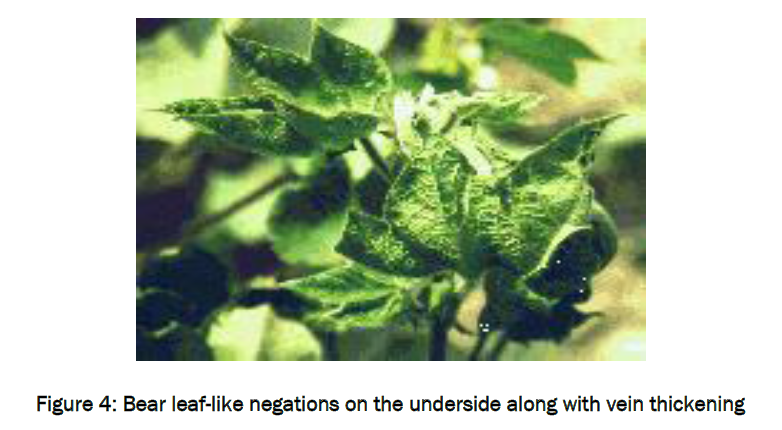 botanical-sciences-Bear-leaf-like-negations
