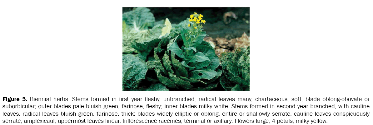 botanical-sciences-Biennial-herbs