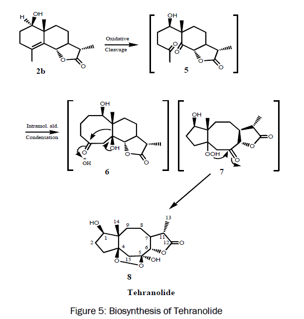 botanical-sciences-Biosynthesis