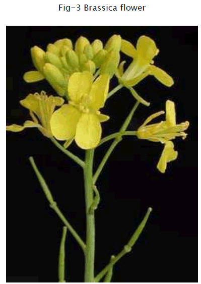 botanical-sciences-Brassica-flower
