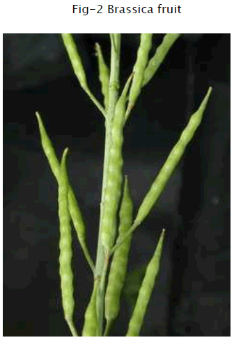 botanical-sciences-Brassica-fruit