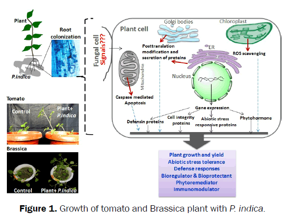 botanical-sciences-Brassica-plant