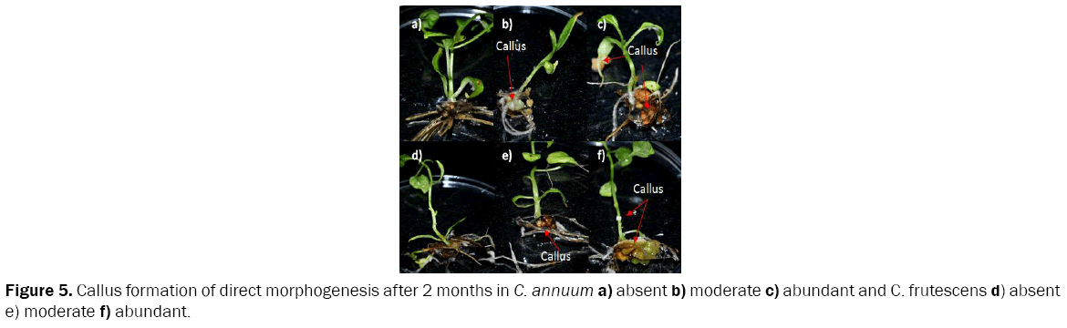 botanical-sciences-Callus-formation