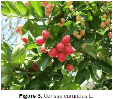 botanical-sciences-Carissa-carandas